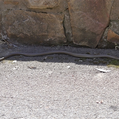 Pseudonaja textilis (Eastern Brown Snake) at Acton, ACT - 5 Oct 2025 by TimL