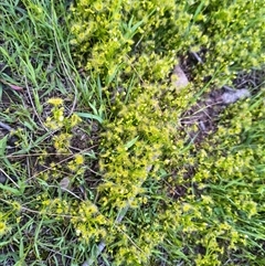 Drosera gunniana at Bowning, NSW - suppressed
