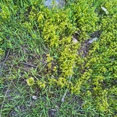 Drosera gunniana at Bowning, NSW - suppressed