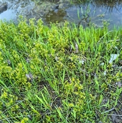 Drosera gunniana at Bowning, NSW - suppressed