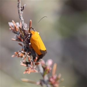 Unverified Concealer moth (Oecophoridae) at Carwoola, NSW - Yesterday by ChrisChapman