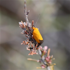 Eochrois caminias at Carwoola, NSW - 5 Oct 2025 03:22 PM