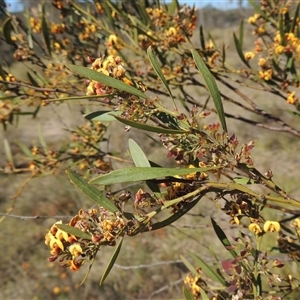 Daviesia mimosoides subsp. mimosoides at Pialligo, ACT - 26 Oct 2024 by MichaelBedingfield