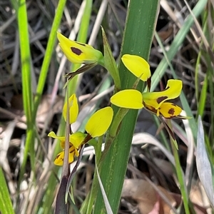 Diuris chryseopsis at Broulee, NSW - Today by Jennybach