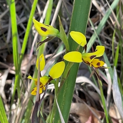 Diuris sulphurea (Tiger Orchid) at Broulee, NSW - 6 Oct 2025 by Jennybach