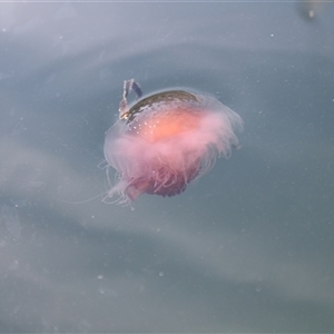 Unverified Jellyfish or Hydroid  at Bermagui, NSW - Yesterday by DougT