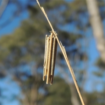 Clania lewinii & similar Casemoths (Parallel stick Case Moths) at Pialligo, ACT - 26 Oct 2024 by MichaelBedingfield