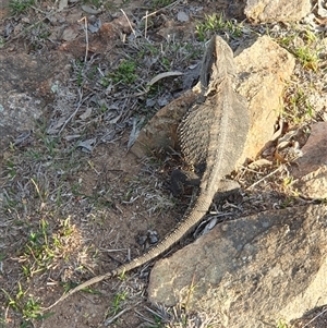 Pogona barbata at Lyons, ACT - Today by jmcleod