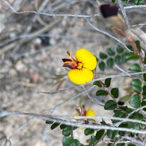 Bossiaea buxifolia by Shazw
