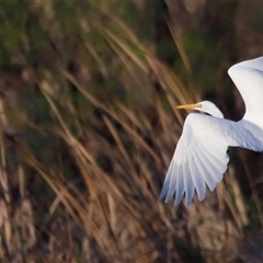 Ardea alba by JimL