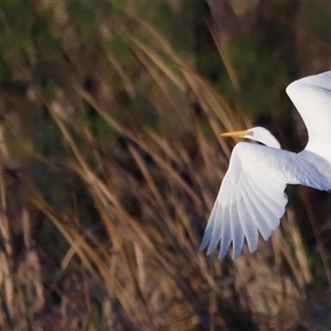 Ardea alba by JimL