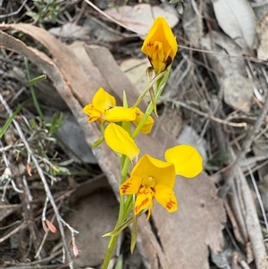 Diuris chryseopsis at Aranda, ACT - Today by LeahColebrook