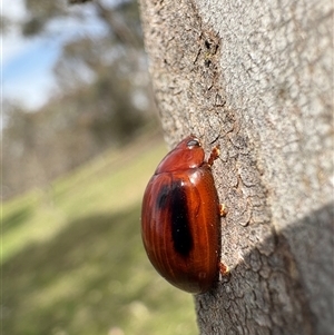 Unverified Leaf beetle (Chrysomelidae) at Aranda, ACT - Today by LeahColebrook