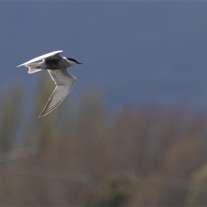 Chroicocephalus novaehollandiae at Fyshwick, ACT - Today by rawshorty