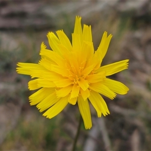 Microseris walteri at Captains Flat, NSW - Today by Csteele4