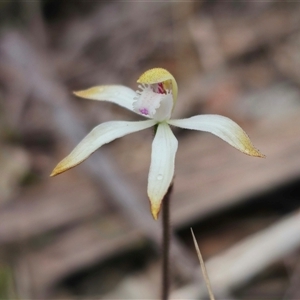 Caladenia ustulata by Csteele4