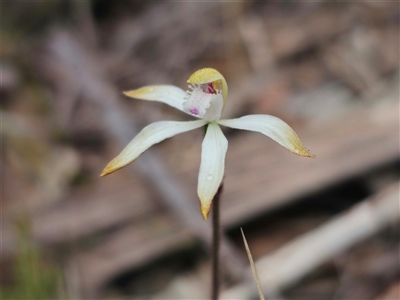 Caladenia ustulata (Brown Caps) by Csteele4