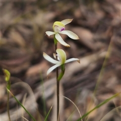 Caladenia ustulata at Captains Flat, NSW - suppressed