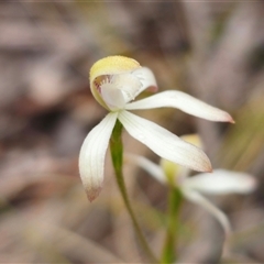 Caladenia ustulata at Captains Flat, NSW - suppressed