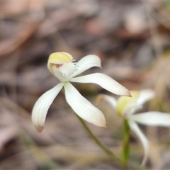 Caladenia ustulata at Captains Flat, NSW - suppressed