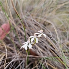 Caladenia ustulata at Captains Flat, NSW - suppressed