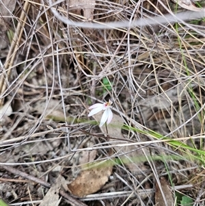 Caladenia fuscata (Dusky Fingers) at Captains Flat, NSW - Today by IrishPete