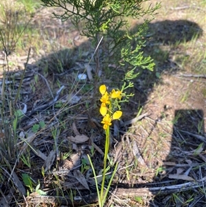 Diuris chryseopsis at Bendick Murrell, NSW - 4 Oct 2025 by BCTbluebucket