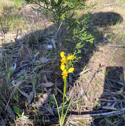 Diuris chryseopsis at Bendick Murrell, NSW - 4 Oct 2025 by BCTbluebucket