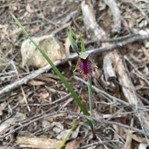 Unverified Orchid at Bendick Murrell, NSW - 3 Oct 2025 by BCTbluebucket