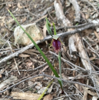 Unverified Orchid at Bendick Murrell, NSW - 3 Oct 2025 by BCTbluebucket