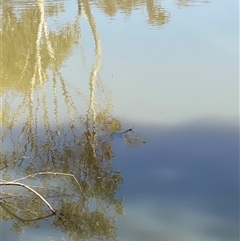 Chelodina longicollis at Bendick Murrell, NSW - 4 Oct 2025 by BCTbluebucket