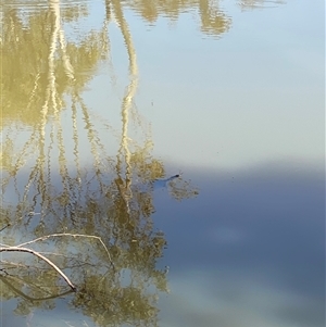 Chelodina longicollis at Bendick Murrell, NSW - 4 Oct 2025 by BCTbluebucket