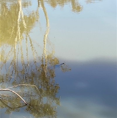 Chelodina longicollis at Bendick Murrell, NSW - 4 Oct 2025 by BCTbluebucket
