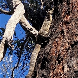 Varanus varius at Bendick Murrell, NSW - 4 Oct 2025 by BCTbluebucket