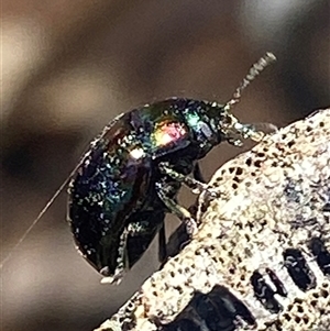 Unverified Beetle (Coleoptera) by pls047