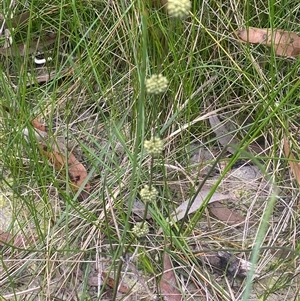 Unverified Rush, Sedge or Mat Rush by pls047