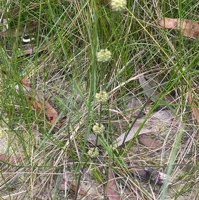 Lomandra leucocephala at  - suppressed by pls047