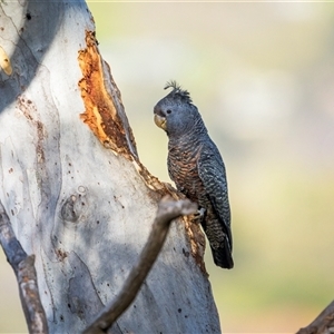 Callocephalon fimbriatum (Gang-gang Cockatoo) at Hackett, ACT - Yesterday by trevsci