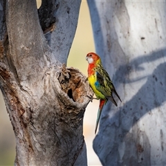 Platycercus eximius (Eastern Rosella) at Hackett, ACT - 5 Oct 2025 by trevsci