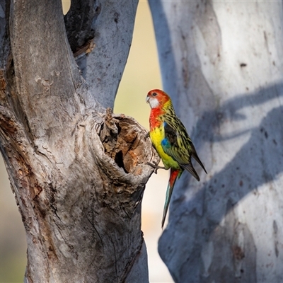 Platycercus eximius (Eastern Rosella) at Hackett, ACT - 5 Oct 2025 by trevsci