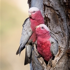 Eolophus roseicapilla (Galah) at Hackett, ACT - 5 Oct 2025 by trevsci