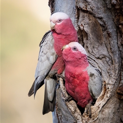 Eolophus roseicapilla (Galah) at Hackett, ACT - 5 Oct 2025 by trevsci