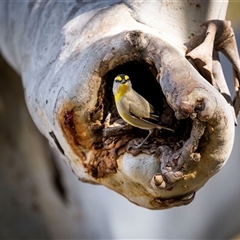 Pardalotus striatus (Striated Pardalote) by trevsci