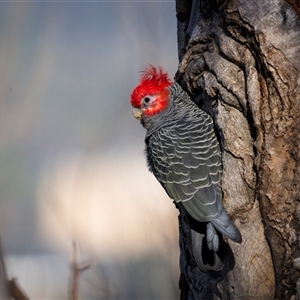 Callocephalon fimbriatum (identifiable birds) (Gang-gang Cockatoo (named birds)) by trevsci