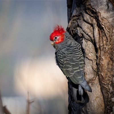 Callocephalon fimbriatum (identifiable birds) (Gang-gang Cockatoo (named birds)) at  - suppressed by trevsci