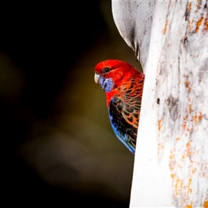 Platycercus elegans by trevsci