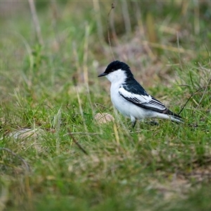 Lalage tricolor at Molonglo, ACT - 1 Oct 2025 by trevsci