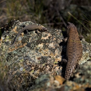 Egernia cunninghami at Hackett, ACT - Yesterday by trevsci