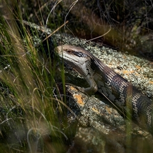 Tiliqua scincoides scincoides at Hackett, ACT - Yesterday by trevsci