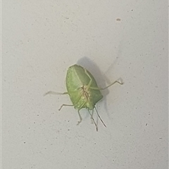 Cuspicona simplex (Green potato bug) at Kambah, ACT - 5 Oct 2025 by GirtsO